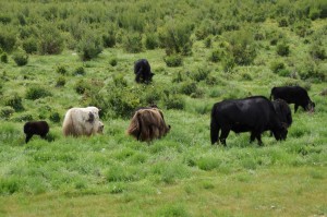 Nordost_Asien_12 (342) (Copy)