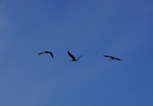 Nordost_Asien_12 (390) (Copy)