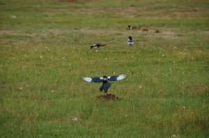 Nordost_Asien_12 (415) (Copy)