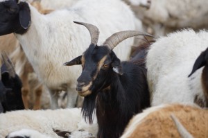 Nordost_Asien_12 (422) (Copy)