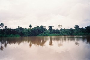 243 Amazonas (Copy)